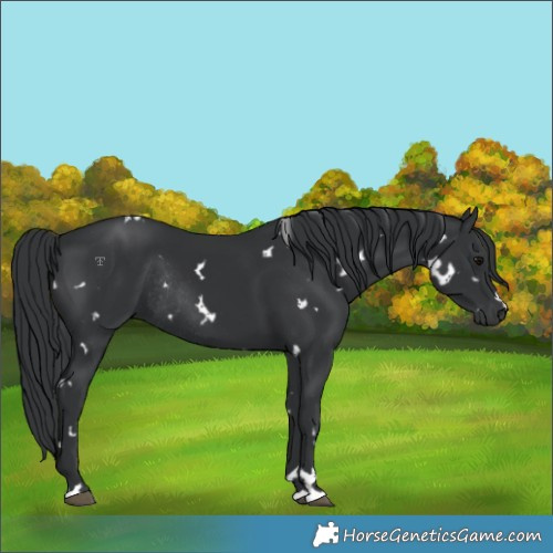 Horse Color:White Spotted Black Rabicano 