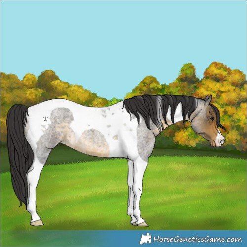 Horse Color:Buckskin Roan Tobiano Varnish 