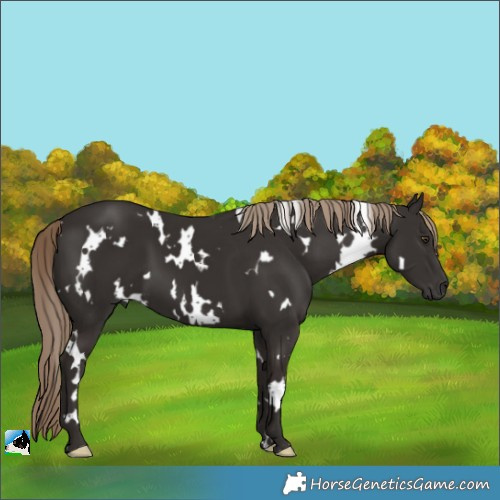 Horse Color:White Spotted Liver Chestnut