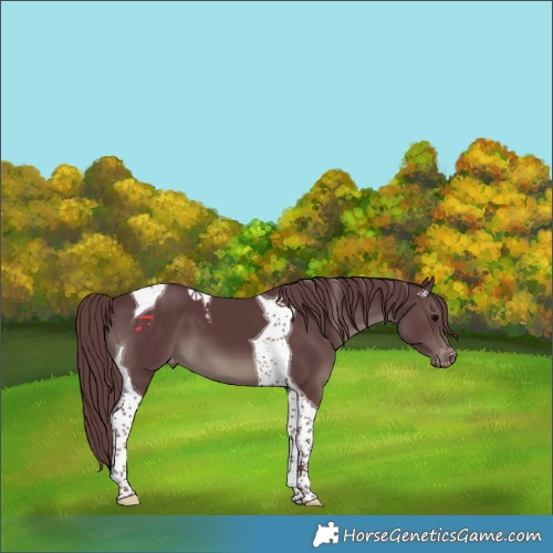 Horse Color:Chocolate Black Tobiano Appaloosa 
