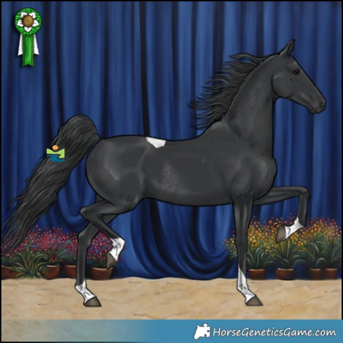 Horse Color:Black Tobiano Rabicano