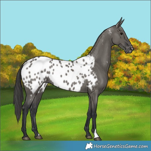 Horse Color:Grullo Blanket 
