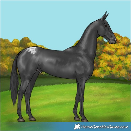 Horse Color:Black Appaloosa