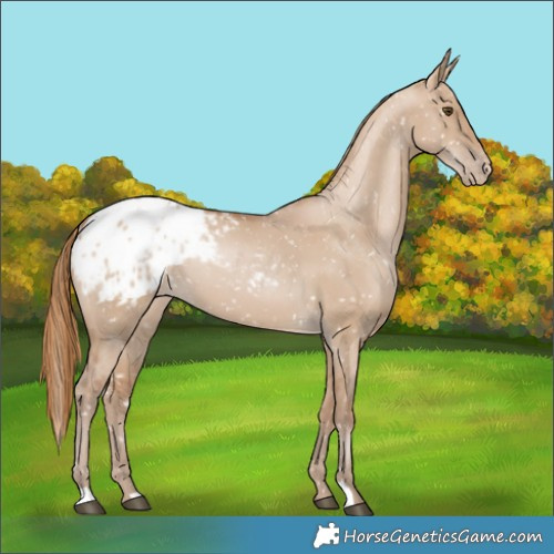 Horse Color:Grullo Pearl Blanket