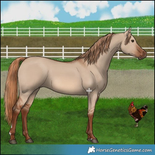 Horse Color:Red Dun 