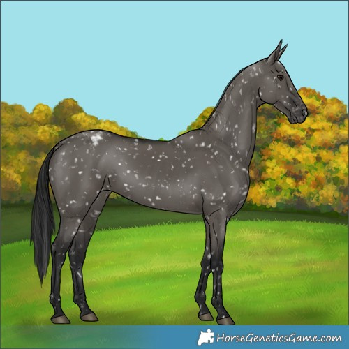 Horse Color:Gray Grullo Appaloosa 