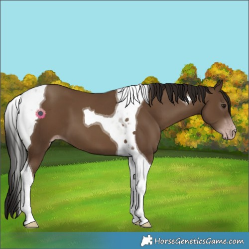 Horse Color:Gray Classic Champagne Tobiano