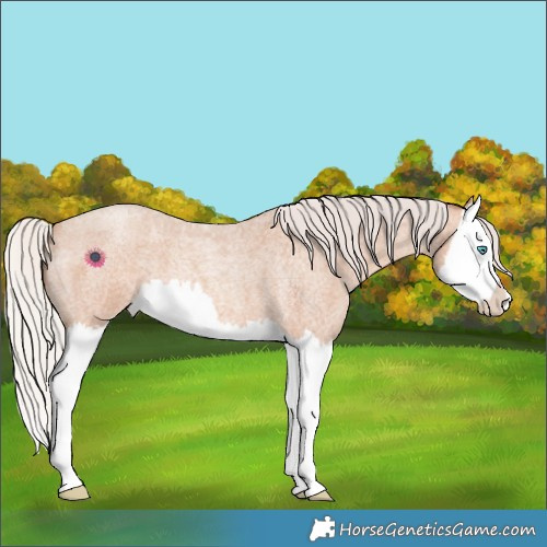Horse Color:Silver Sable Champagne Roan Splash