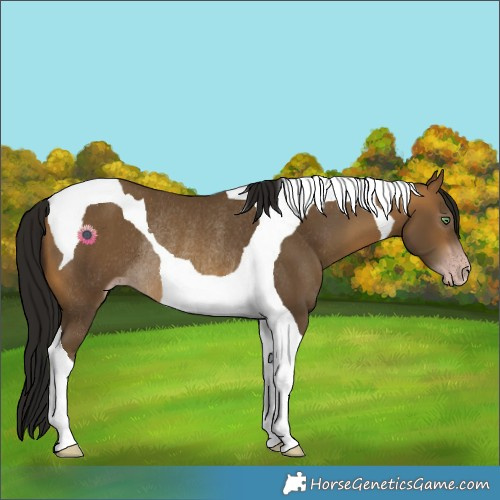 Horse Color:Gray Sable Cream Champagne Tobiano Rabicano 