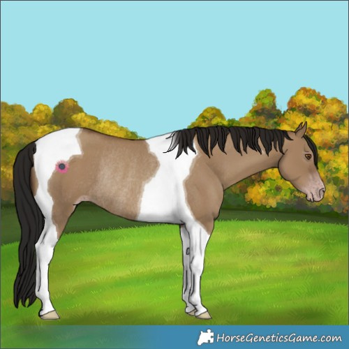 Horse Color:Gray Classic Champagne Dun Tobiano Rabicano 