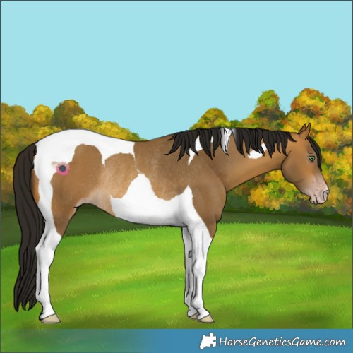 Horse Color:Gray Amber Cream Champagne Tobiano Rabicano 