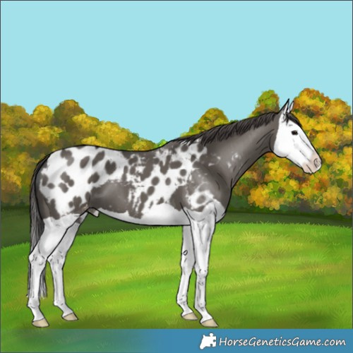 Horse Color:Grullo Splash Appaloosa 