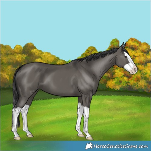 Horse Color:Grullo Splash 