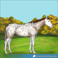 Horse Color:Red Dun Splash Blanket