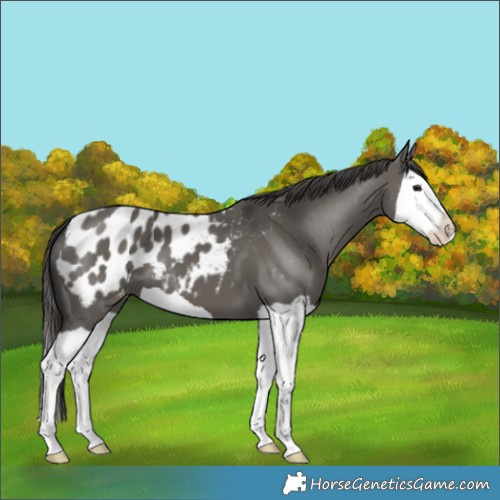 Horse Color:Grullo Splash Appaloosa