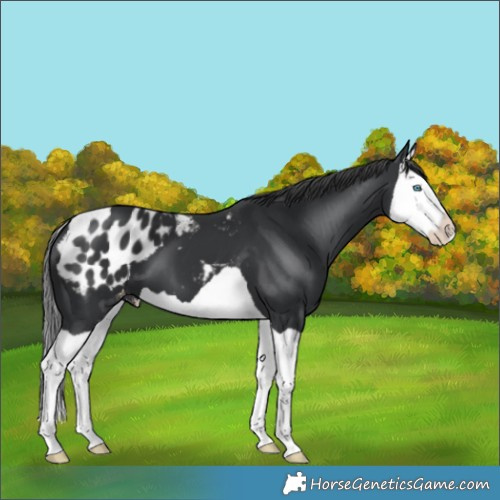 Horse Color:Black Splash Appaloosa 