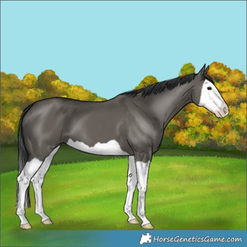 Horse Color:Grullo Splash