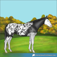 Horse Color:Black Splash Blanket