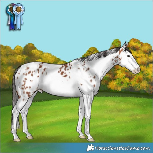 Horse Color:White Spotted Bay Splash Appaloosa 