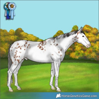 Horse Color:White Spotted Bay Splash Near Leopard