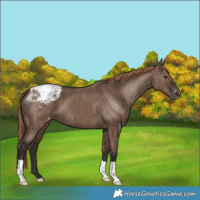 Horse Color:Liver Red Dun Varnish Brindle 