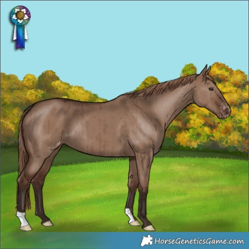 Horse Color:Liver Red Dun Appaloosa Brindle 