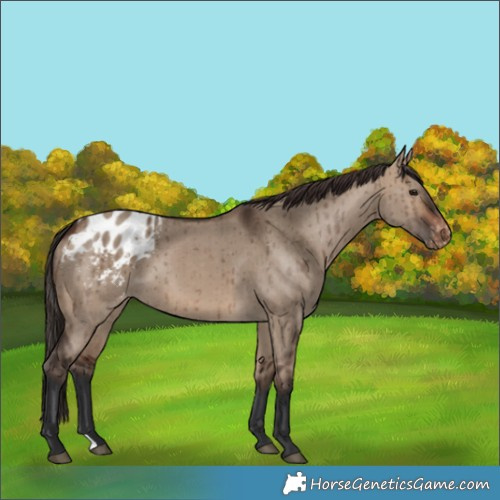 Horse Color:Brown Dun Varnish Brindle 