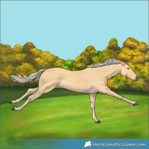 Horse Color:Pseudo Palomino 
