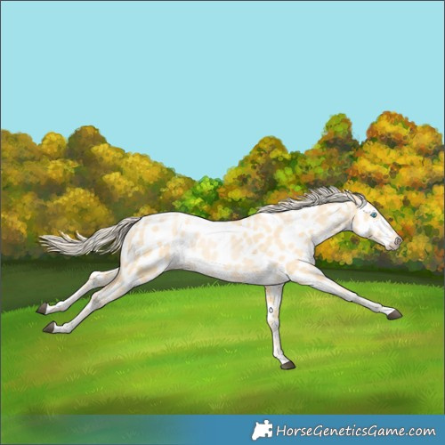 Horse Color:Palomino Appaloosa