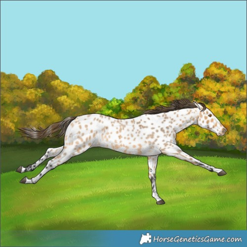 Horse Color:Pseudo Buckskin Roan Appaloosa 
