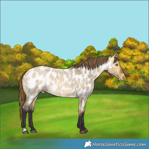 Horse Color:Pseudo Smoky Grullo Roan Dun Near Leopard