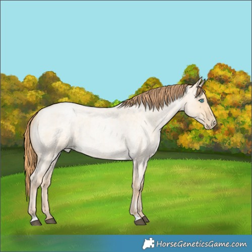 Horse Color:Buckskin Roan Dun 
