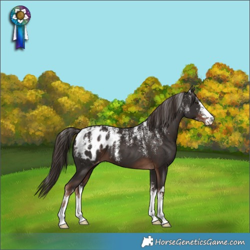 Horse Color:Powder White Liver Chestnut Appaloosa 