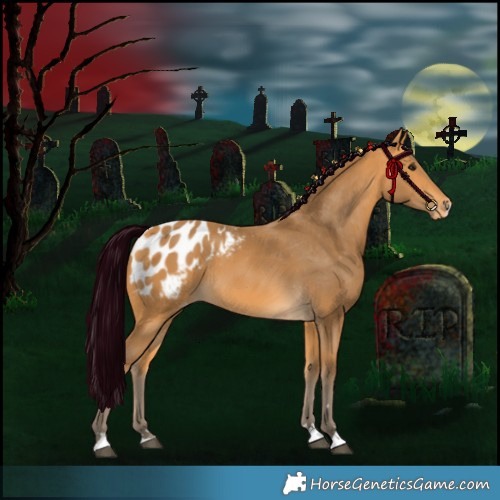 Horse Color:Silver Buckskin Appaloosa