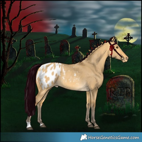 Horse Color:Silver Buckskin Dun Appaloosa 