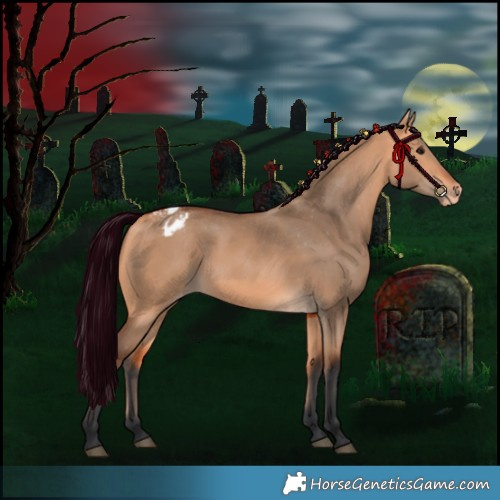 Horse Color:Bay Dun Appaloosa 