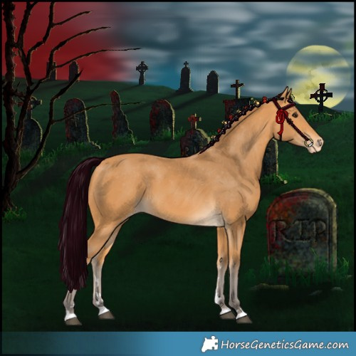 Horse Color:Silver Buckskin Appaloosa 