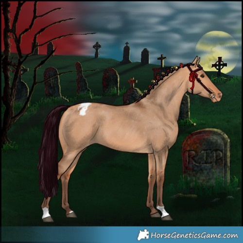 Horse Color:Silver Bay Dun Appaloosa