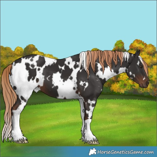 Horse Color:White Spotted Liver Chestnut
