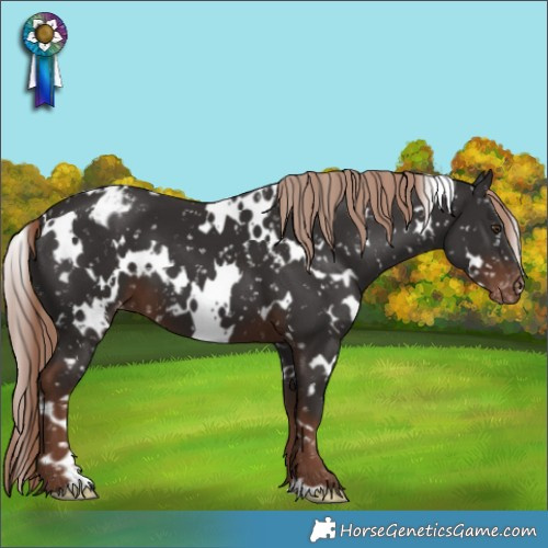 Horse Color:White Spotted Liver Chestnut Appaloosa 