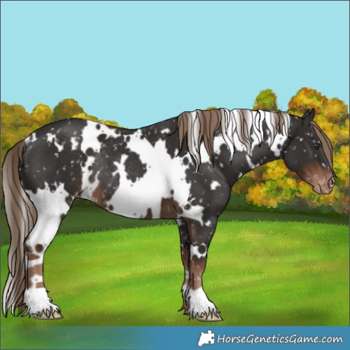 Horse Color:White Spotted Liver Chestnut Appaloosa Rabicano