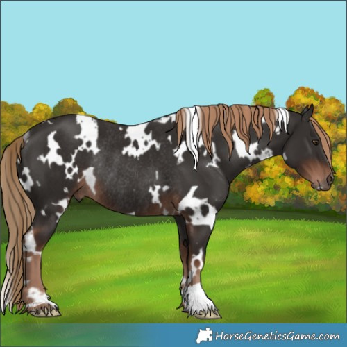 Horse Color:White Spotted Liver Chestnut Rabicano