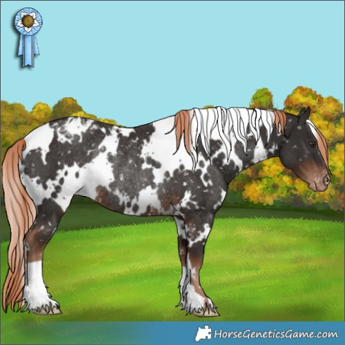 Horse Color:White Spotted Liver Chestnut Appaloosa Rabicano