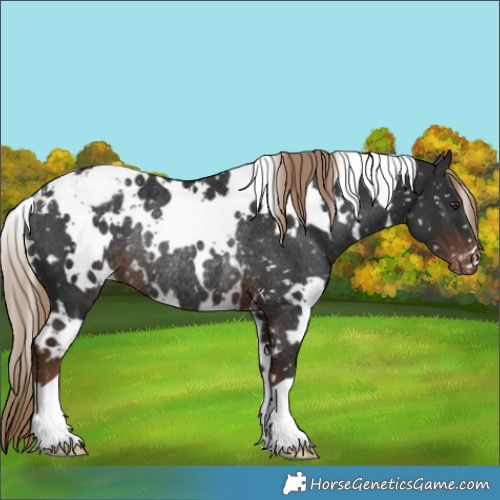 Horse Color:White Spotted Liver Chestnut Appaloosa Rabicano 