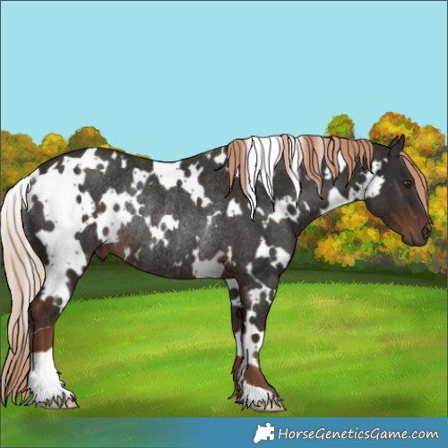 Horse Color:White Spotted Liver Chestnut Rabicano