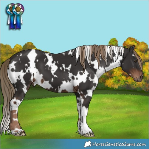 Horse Color:White Spotted Liver Chestnut