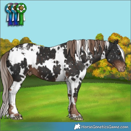 Horse Color:White Spotted Liver Chestnut Appaloosa