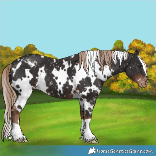 Horse Color:White Spotted Liver Chestnut Appaloosa 