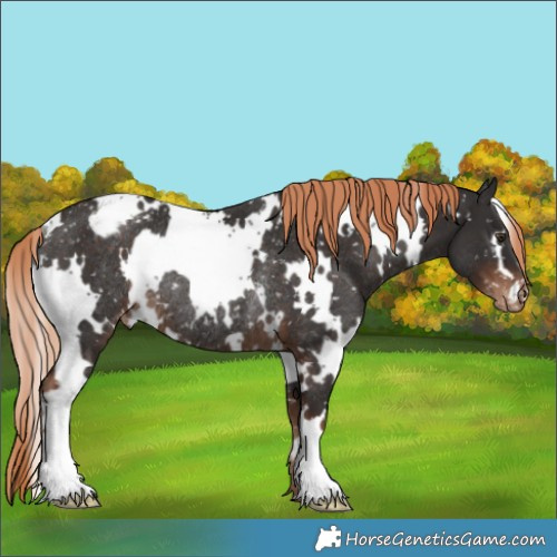 Horse Color:White Spotted Liver Chestnut Appaloosa Rabicano 