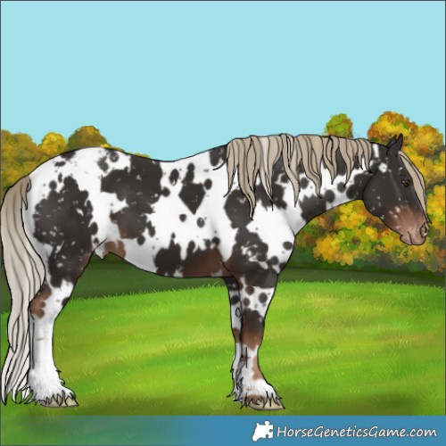 Horse Color:White Spotted Liver Chestnut Appaloosa